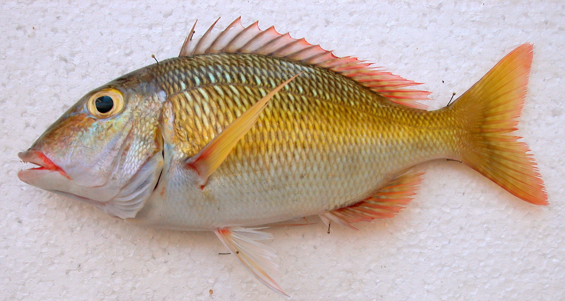 EMPEROR FISH